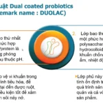 Cơ Chế Bao Kép Hoạt động Như Thế Nào - Kỹ Thuật Dual Coated Probiotics - Duolac