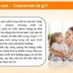 Sữa Non Colostrum Là Gì - 1Market.com.vn