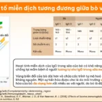 Yếu Tố Miễn Dịch Tương đương Giữa Bò Và Người- 1Market.com.vn