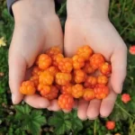 Nước ép Cao Cấp Dâu Mây Và Táo Bonne 1 Lít - Quả Dâu Mây - 1Market.com.vn