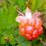 Nước ép Quả Dâu Mây Và Táo Cao Cấp Bonne 1 Lít - Quả Dâu Mây - 1Market.com.vn