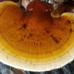 Ảnh Nấm Linh Chi Thành Đồng - 1Market.com.vn