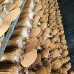 Ảnh Thực Tế Nấm Linh Chi Thành Đồng - 1Market.com.vn