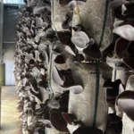 Nấm Mèo Thành Đồng - 1Market.com.vn (2)