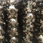 Nấm Mèo Thành Đồng - 1Market.com.vn (3)