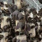 Nấm Mèo Thành Đồng - 1Market.com.vn (4)